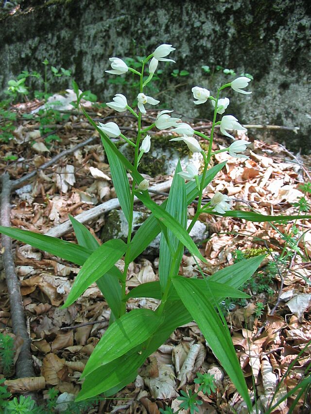 Cephalanthera damasonium, C. longifolia, C. rubra